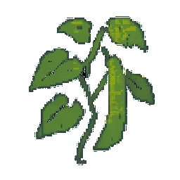 Pole Bean