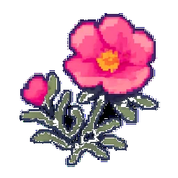 Portulaca