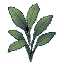 Sage