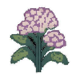 Sweet Alyssum
