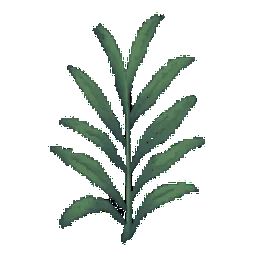 Tarragon