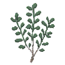 Thyme