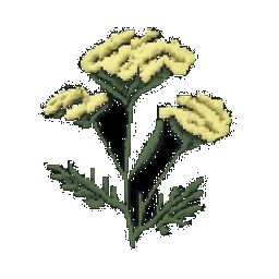 Yarrow